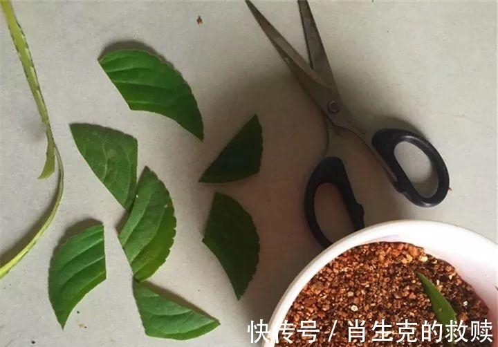 家里养盆“假牡丹”,切碎叶子也“生娃”,堪称阳台“富贵花”