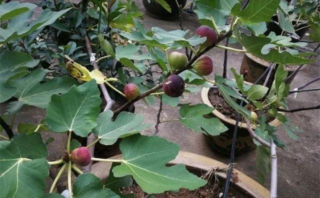 教你“扦插”无花果,只用1个“塑料杯”,年底种下,来年开花!