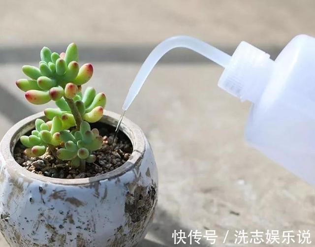 多肉想美，全靠浇水！教你详细攻略，又美又胖，还不长虫
