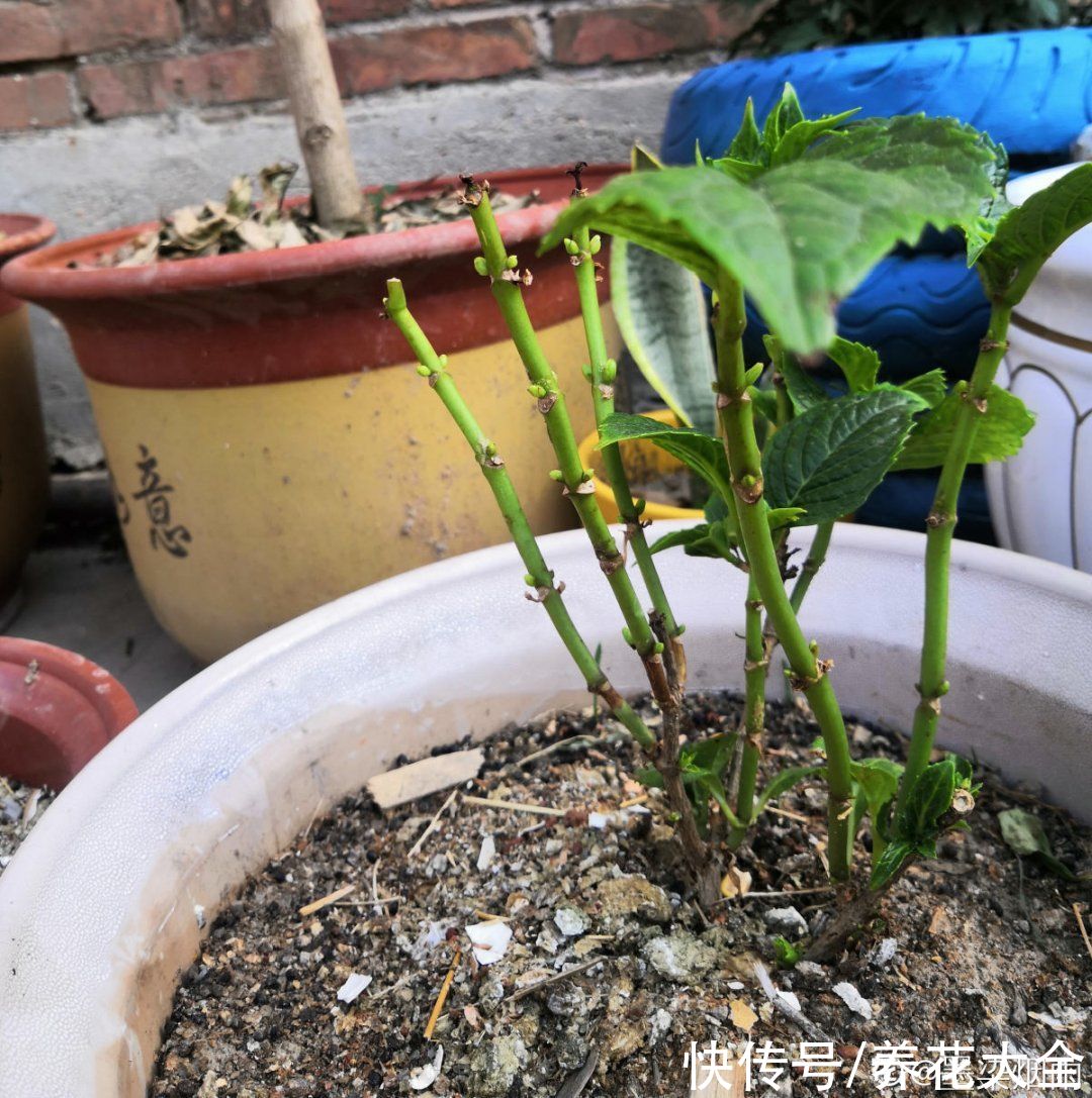 天热|养花换个方法,长得更旺,养花杀手必看