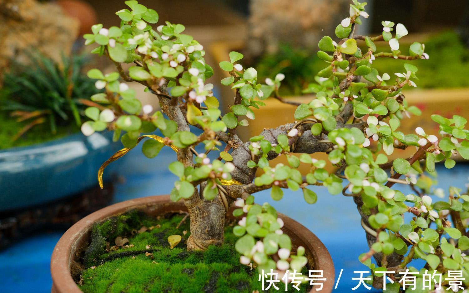 老桩|养金枝玉叶,做到“3多1少”,能快速养成老桩,价值高