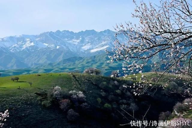 霍城大西沟花海拍摄记