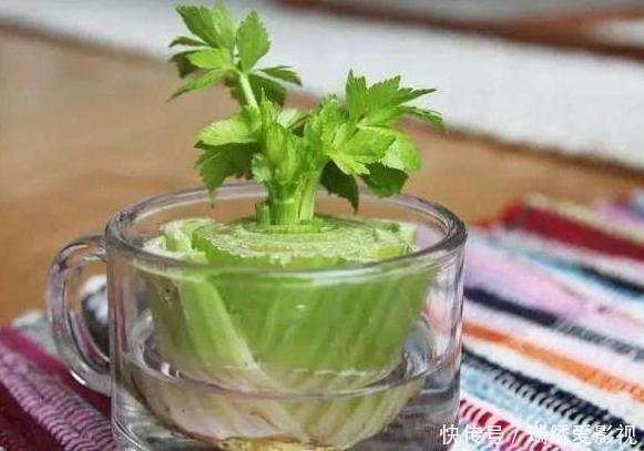 城市人阳台盆栽蔬菜,选啥合适?此4款既能当绿植观赏又能吃