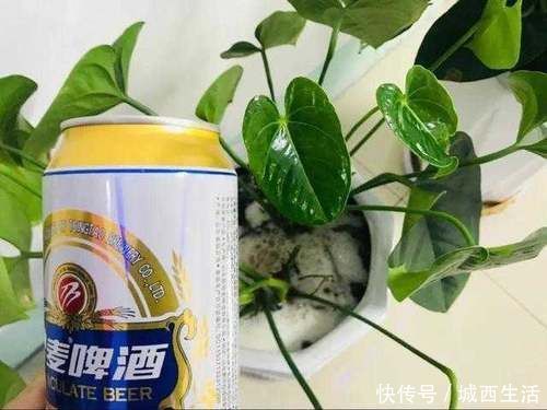 啤酒水|夏天浇花要注意,3种水扔了也别浇花,不然黄叶烂根,难过夏