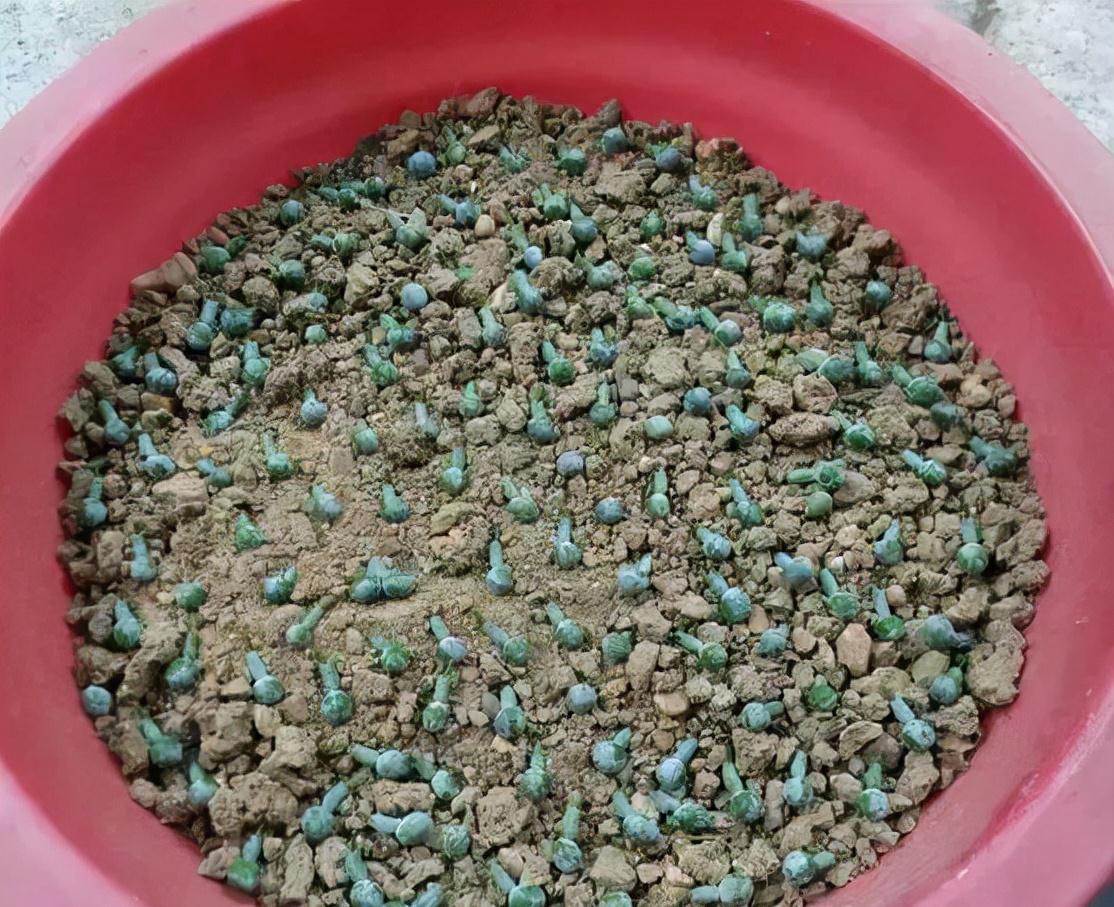 罗汉松买不起,1根枝1粒种就养出来,枝干奇异,长得贼快