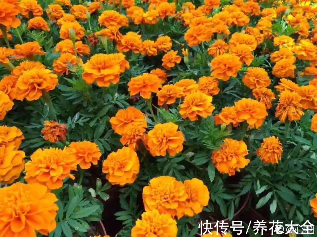 50种花春天播种,长满小院子,能开一整年