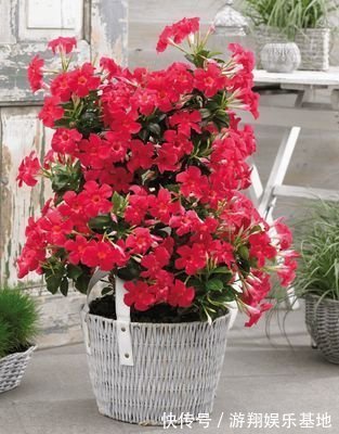 有机肥料|花卉里也有“劳模”，3种一年开到头，第2种还能养成“棒棒糖”