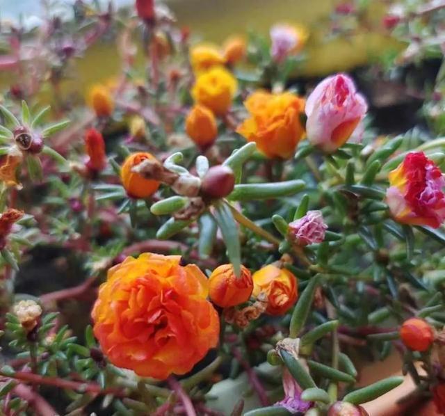 这4种花入冬就“假死”，简单处理一下，明年继续花开烂漫