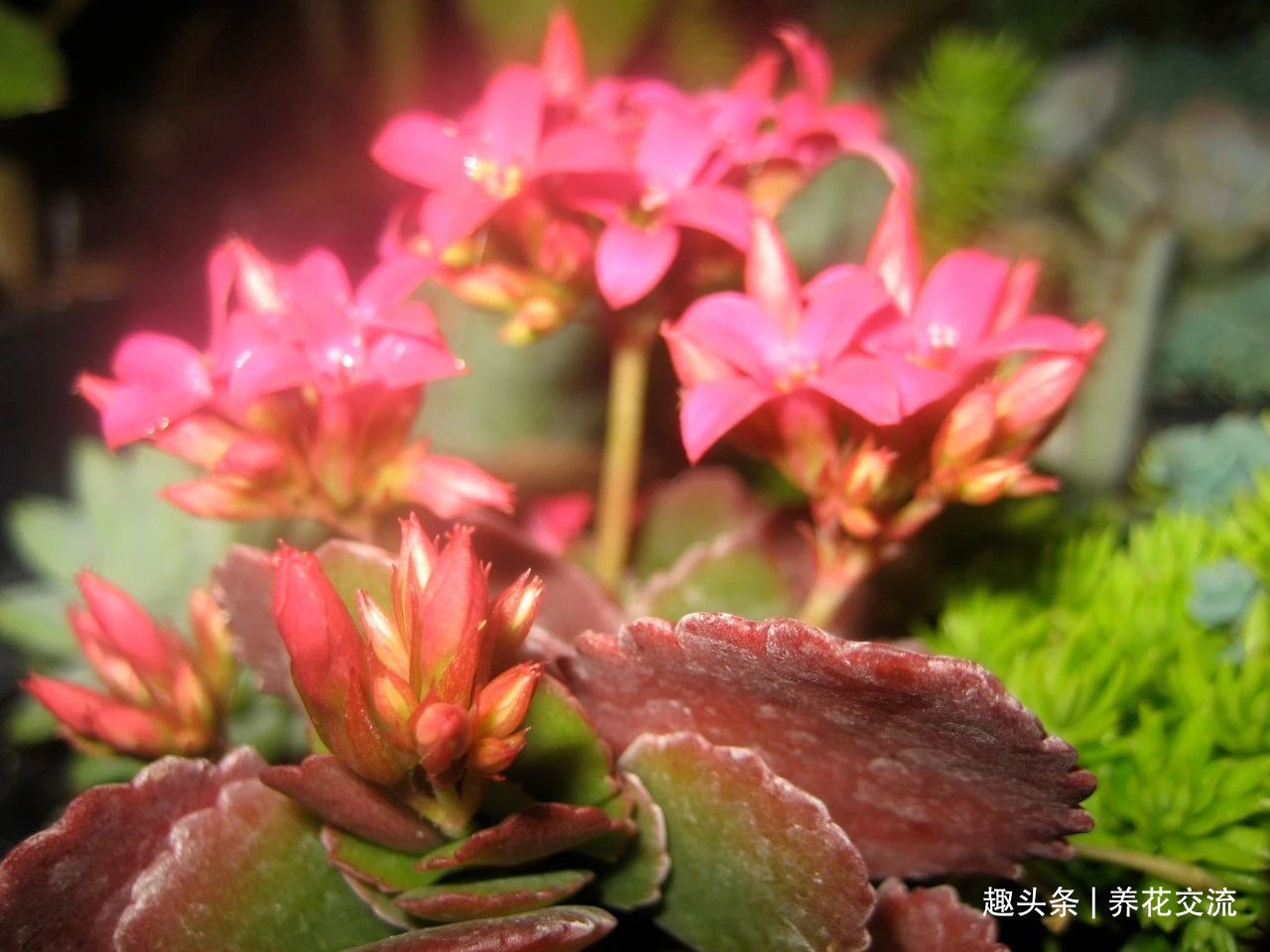 缓释肥|室内盆栽长寿花开花指南,光照比肥料还重要,想要复花要学会修剪