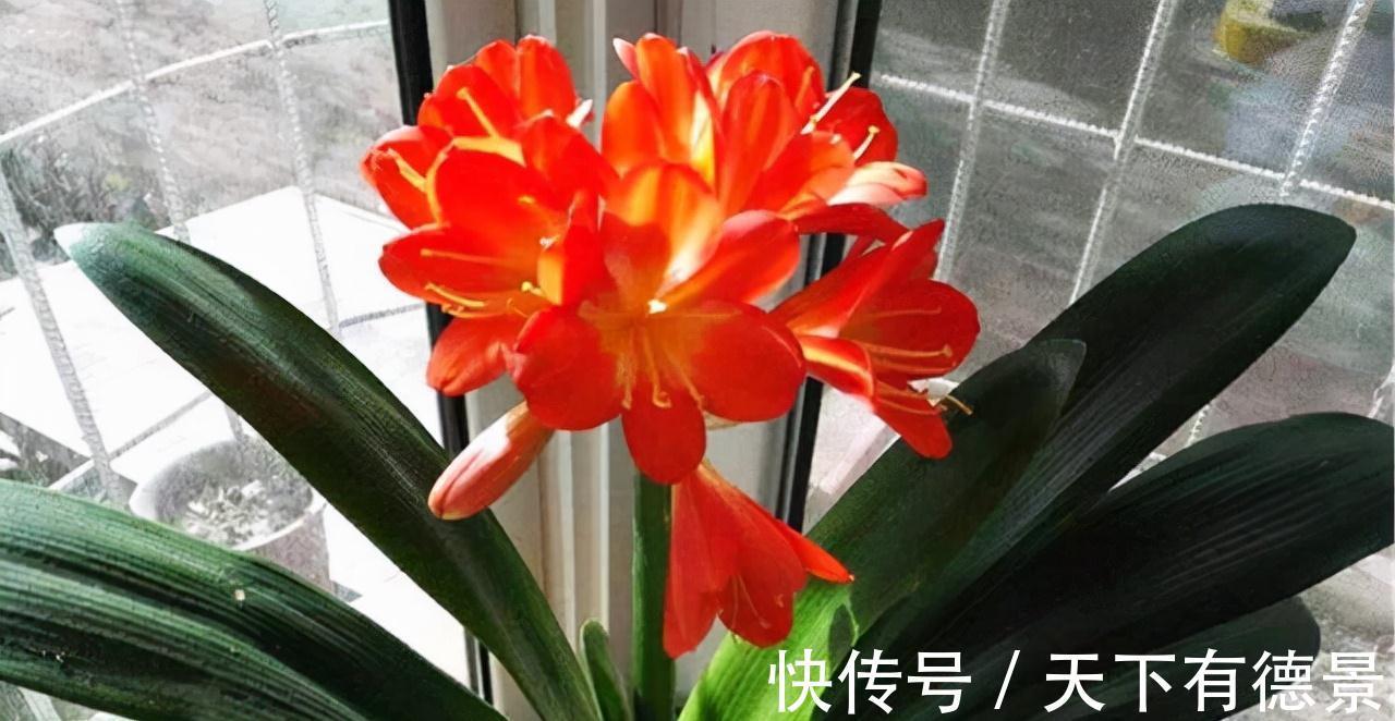 想要“养好”君子兰，建议改掉“3个坏习惯”，做对2件事