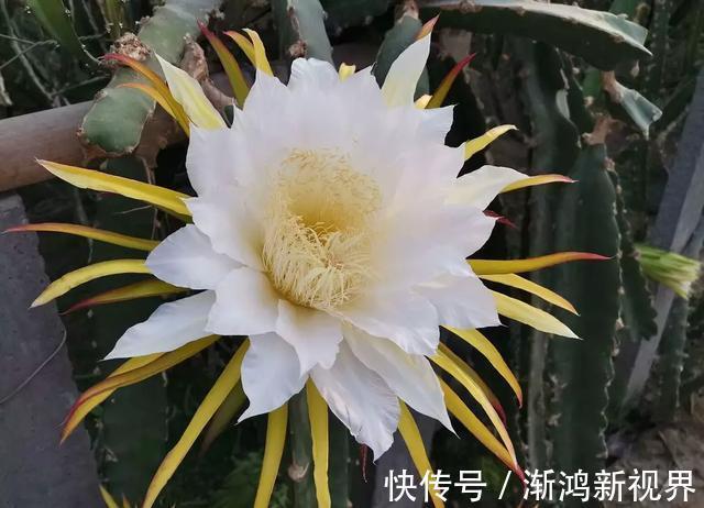 多汁|育火龙果热潮又来了，盆越浅，水越少，长越快，开花结果越多！