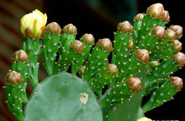 厨房这3样“小东西”,养花比肥好使,养啥爆啥!