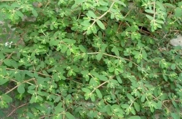 螞蟻|螞蟻草很不起眼，藥用價值卻很高，驅(qū)蟲利尿，還可以消腫散淤！