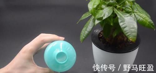 营养物质|不管多难养的花,浇水时加点它,不黄叶还不烂根,比花肥还好用