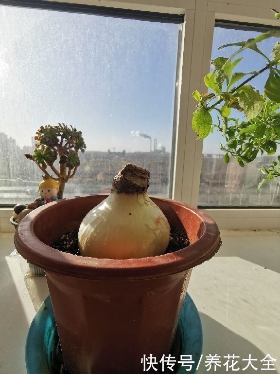 花花|养花要用小花盆,盆越小、挤着养,才能开出漂亮花