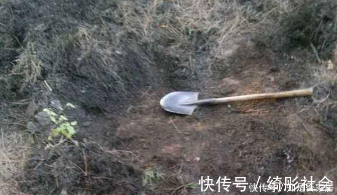 叶子|好土才能养好君子兰,3种“废物”搭配,不花一分钱,根系长满盆