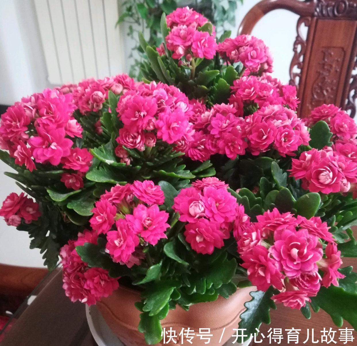 冬天|长寿花有4喜和3怕,冬天养护尤其要注意