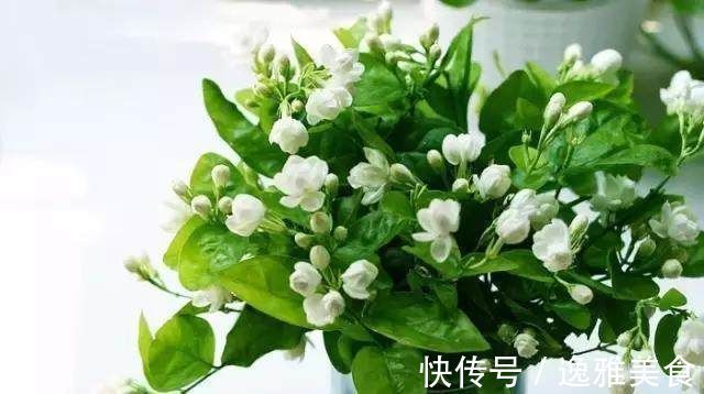 滴水观音|花都是被浇死的，这里是常见花卉的浇水技巧，爱养花的接好了