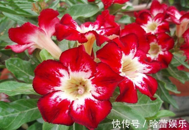 有种花叫“养不死”,年年不用管,花开绚烂,养花杀手必备!