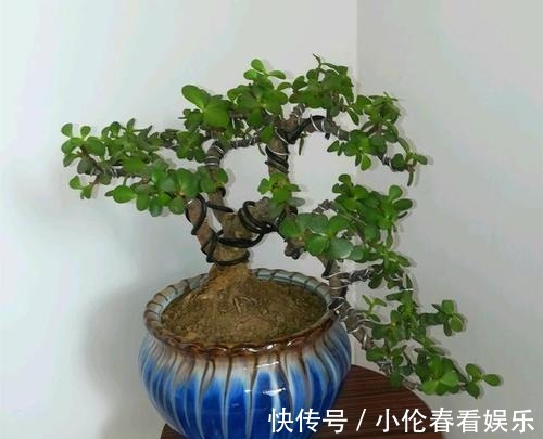 修剪|养好金枝玉叶,秋季要贴秋膘,该怎样进行?