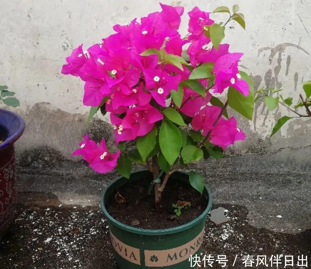 超级耐旱花,整个冬天不浇水,还能胖一圈!