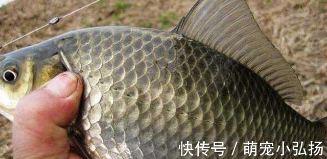 自制酒米真不难，照着这个秘方来，窝料下水，鲫鱼和开会一样热闹