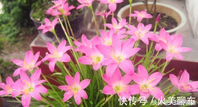 喜欢养花,就养这4种花,剪得越”狠“长得越多,香气”飘满屋“