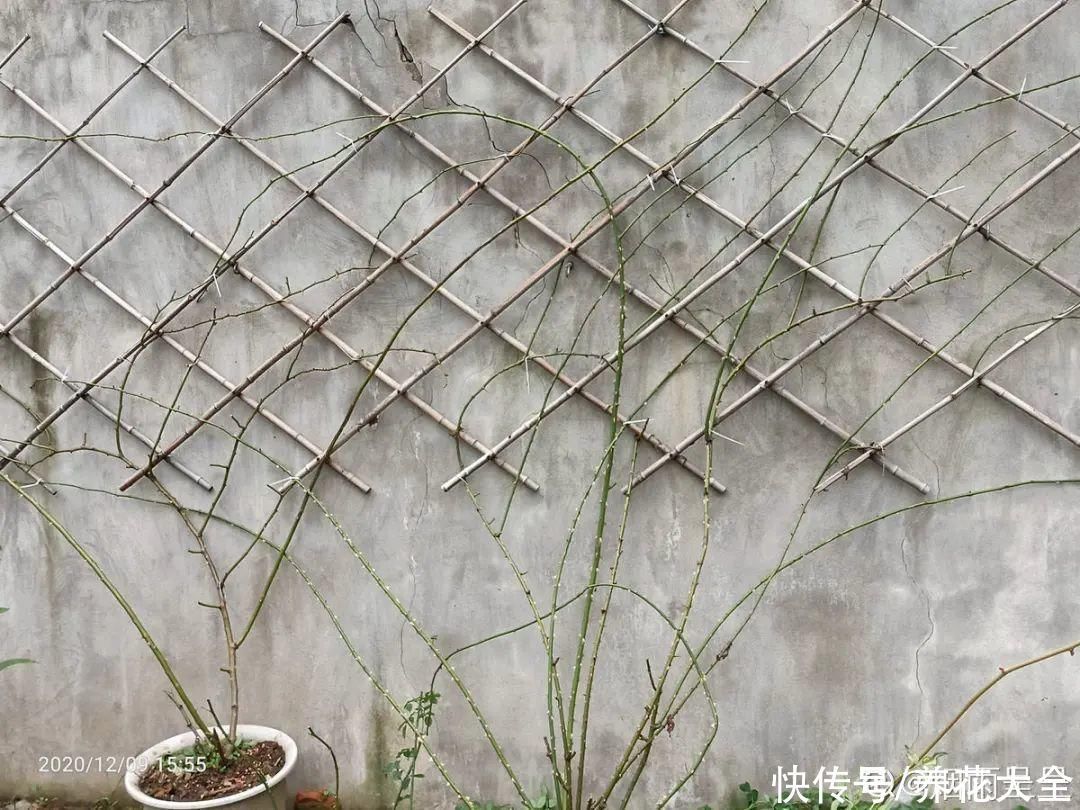 枝条|冬剪开始了,月季看见这种枝,就要赶紧剪