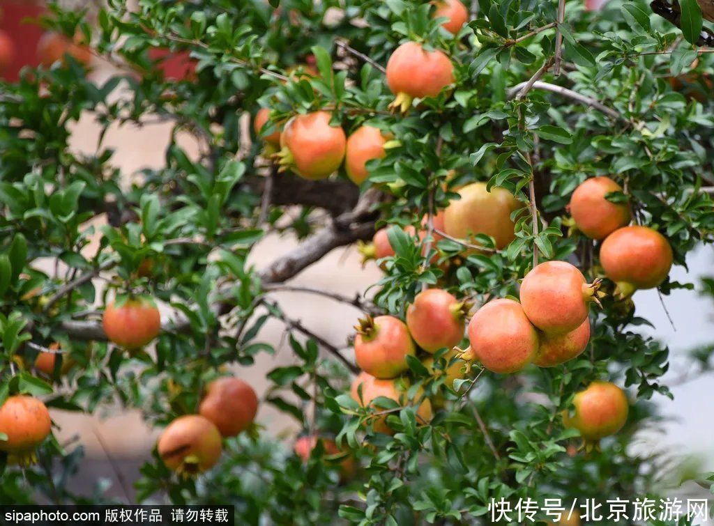 小北|野趣十足的免费公园，还有石榴！周末约起~