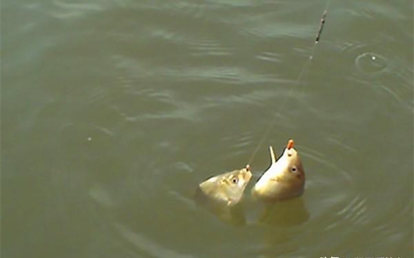 冬至过后气温低鱼情差,注意5钓5不钓,让你冬钓不迷茫有方向