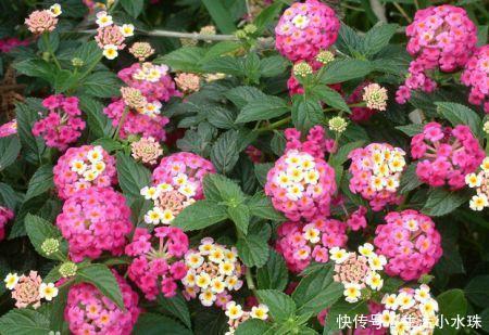 植物|家里万万不要养这几种花，难怪家人身体越住越差，懊悔太晚发现了