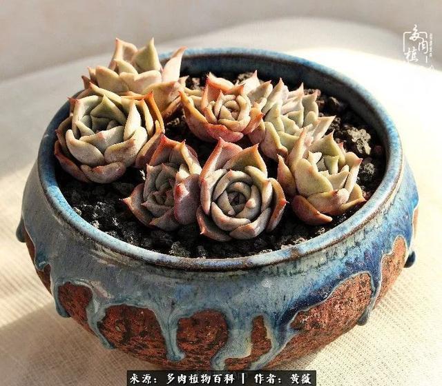 养了三年多肉，终于明白佛系养肉才是王道！