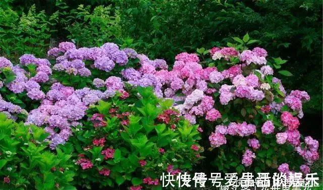 绣球|它们是“庭院3宝”，有院子一定要种全，开花时让人羡慕