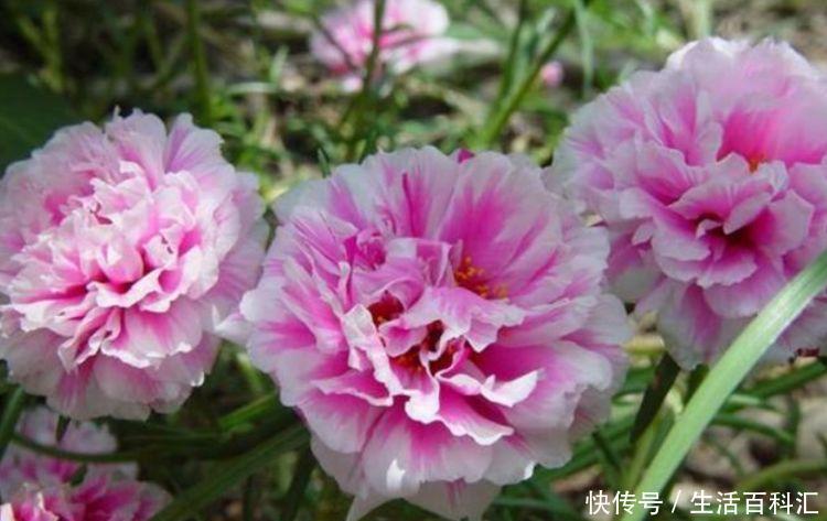 美的|4种花美的出奇,不仅花好看,名字也好听,漂亮极了