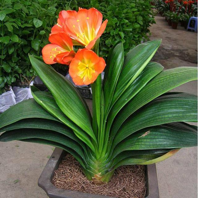 养君子兰,有一个“小技巧”,长得叶大叶宽,花多,根系壮