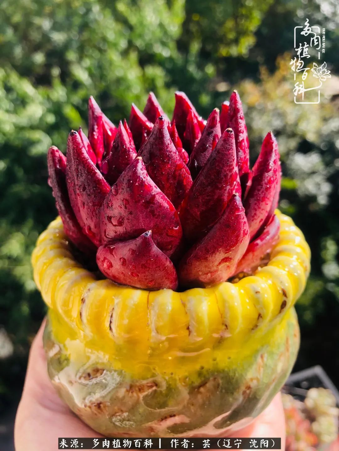 血罗|万物皆有灵性，一年四季有多肉陪伴真好！