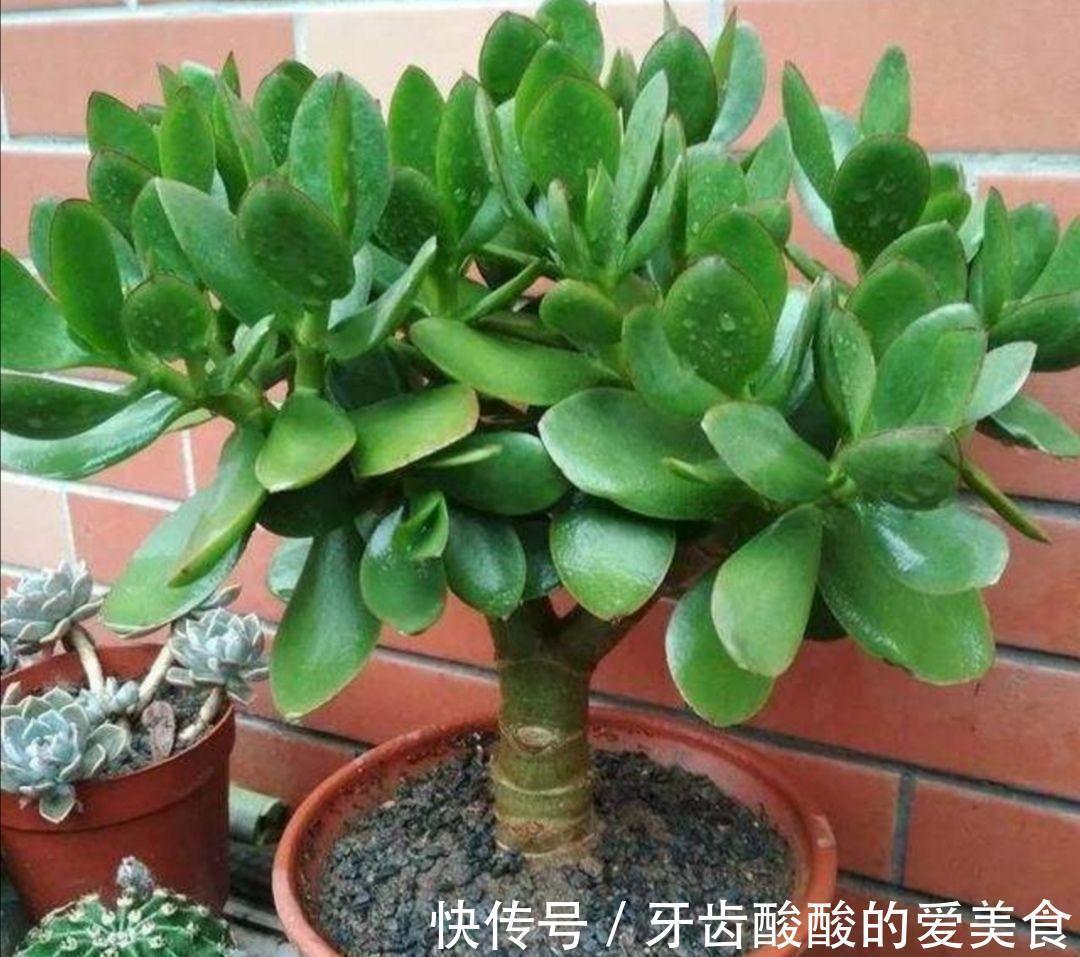 老桩|五种“大老桩”却要小盆养,用对盆,少管多晒更利于生长