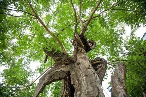 家里种树，讲究大，5种树旺宅，3种树不能栽，你知道是什么吗