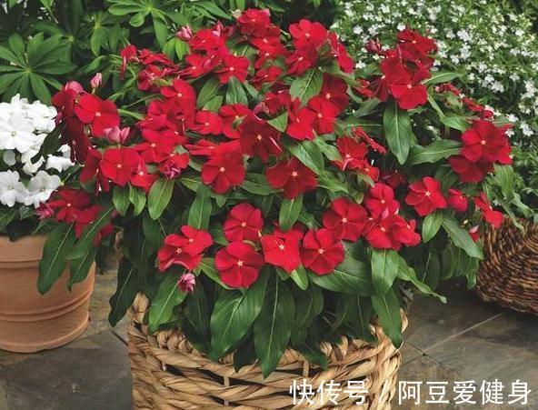 想要夏季养花,用作装饰阳台?盆栽它们,一眼望去美不胜收