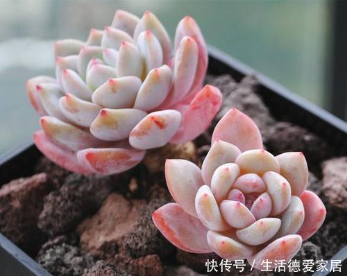 冬天养多肉,做好“2少1多”,照样长得美美哒!
