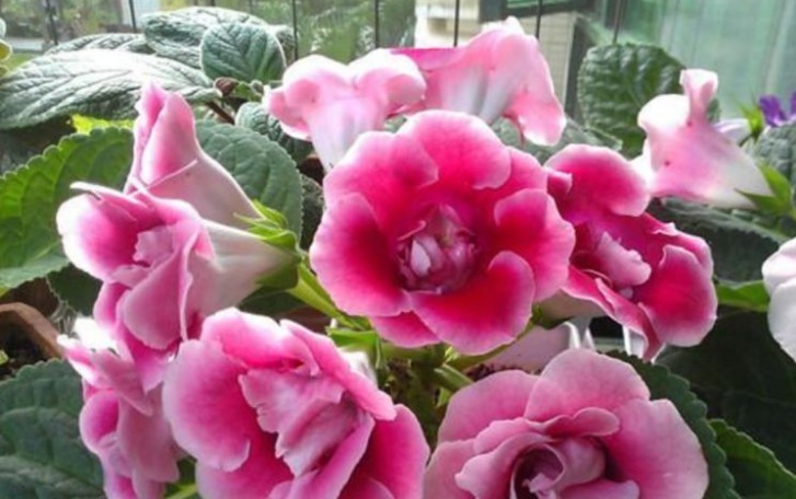 令箭荷花|3种花便宜漂亮又好养,10元买两盆,开花漂亮花期长,谁养谁喜欢