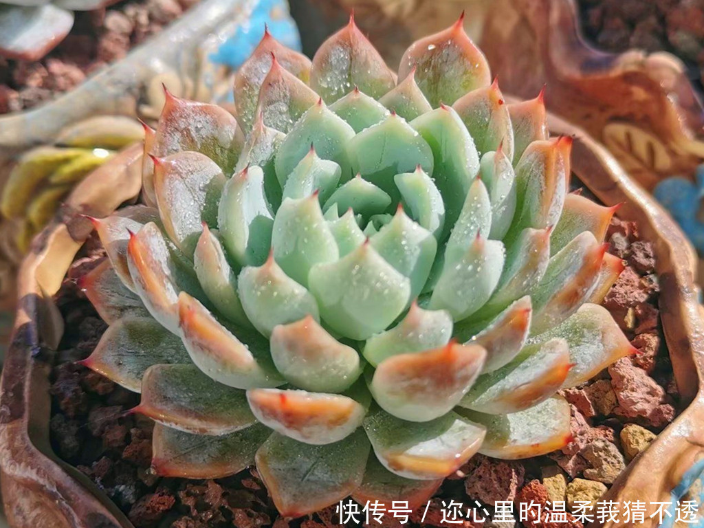 误区|养多肉经常走进的3个误区,大胆走出来,你的多肉会越来越美