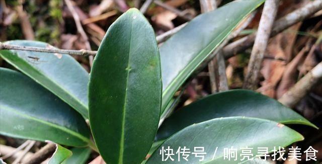 椭圆形|山里有一种美味的野果悄悄成熟了，这种野果你有吃过吗！