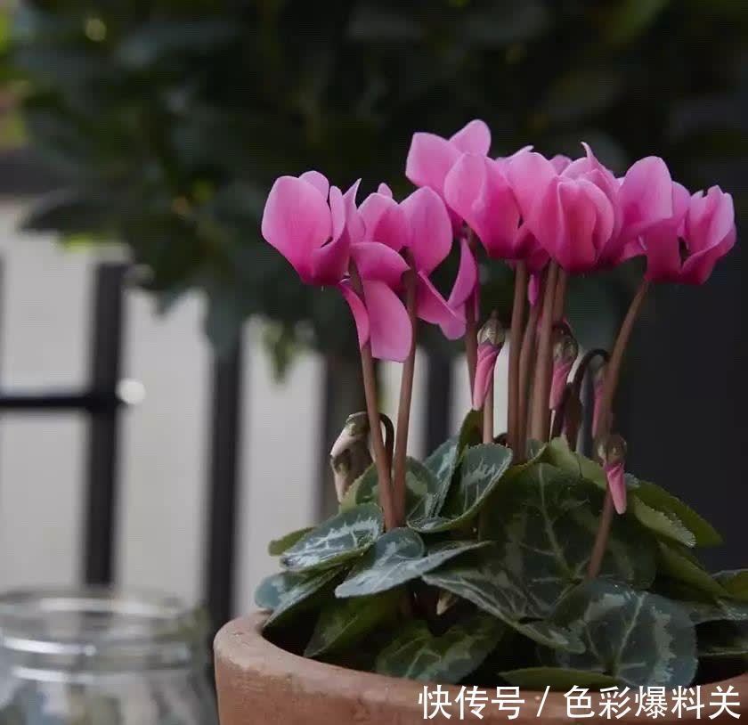 夏天|夏天,有4种花不能浇水多了,“控制浇水”才能状态更美