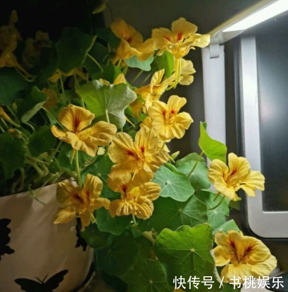 花盆|4种容易爆盆的花,吊起来养更合适,开花非常美