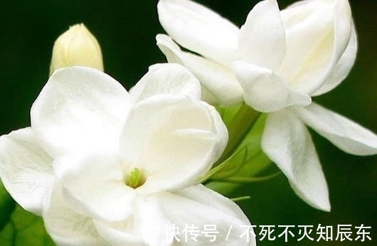 这些花朵，越养越好看，太阳大才长得好，开花美艳量还多