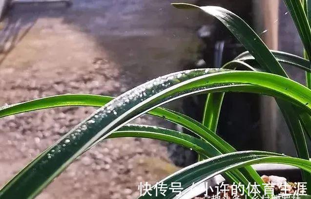 秋冬阳台养兰花,保湿是关键,可如果做错3件事,兰花喷雾会烂苗