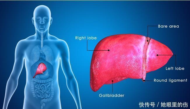 冬季护肝正当时,坚持做好这5件事,让肝脏安心过冬