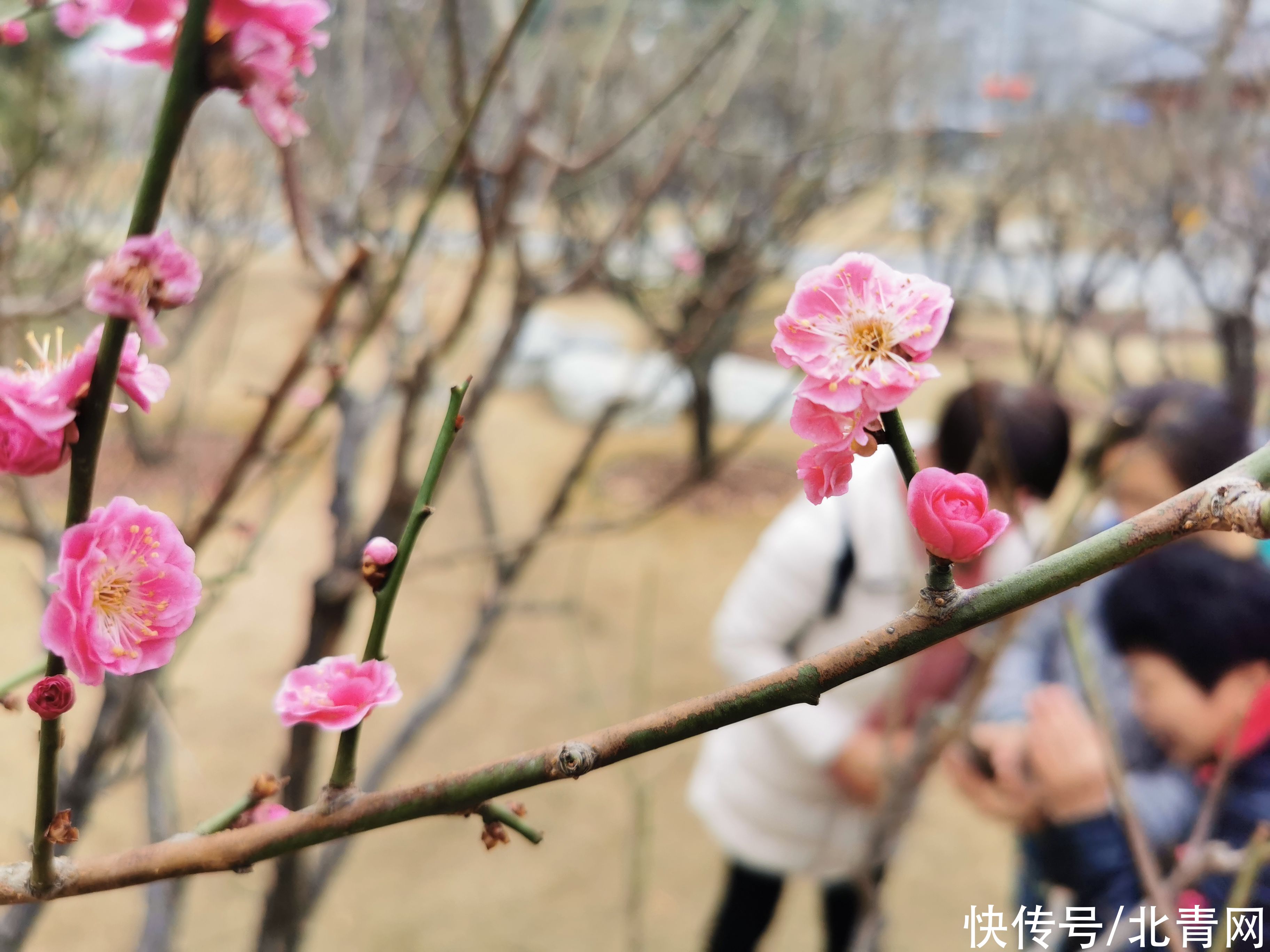 碧水|明城墙遗址公园，早春的梅花开了