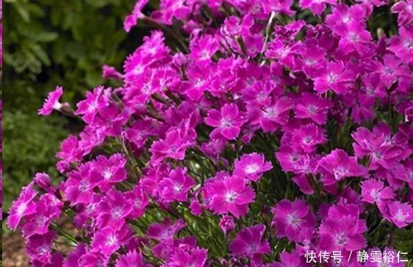 这花一年可开花300天,盆栽或庭院花坛均可种植,耐热又耐寒
